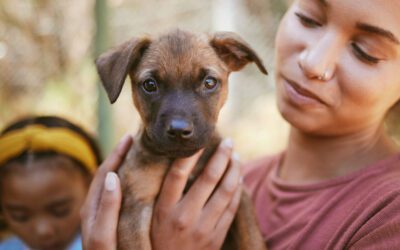 TOP 4 REASONS TO ADOPT A DOG THIS MONTH