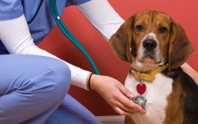 BEHIND THE SCENES: A DAY IN THE LIFE OF A VETERINARY TECHNICIAN