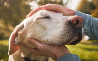 SAYING GOODBYE: A VETERINARIAN’S GUIDE TO EUTHANASIA AND END-OF-LIFE CARE