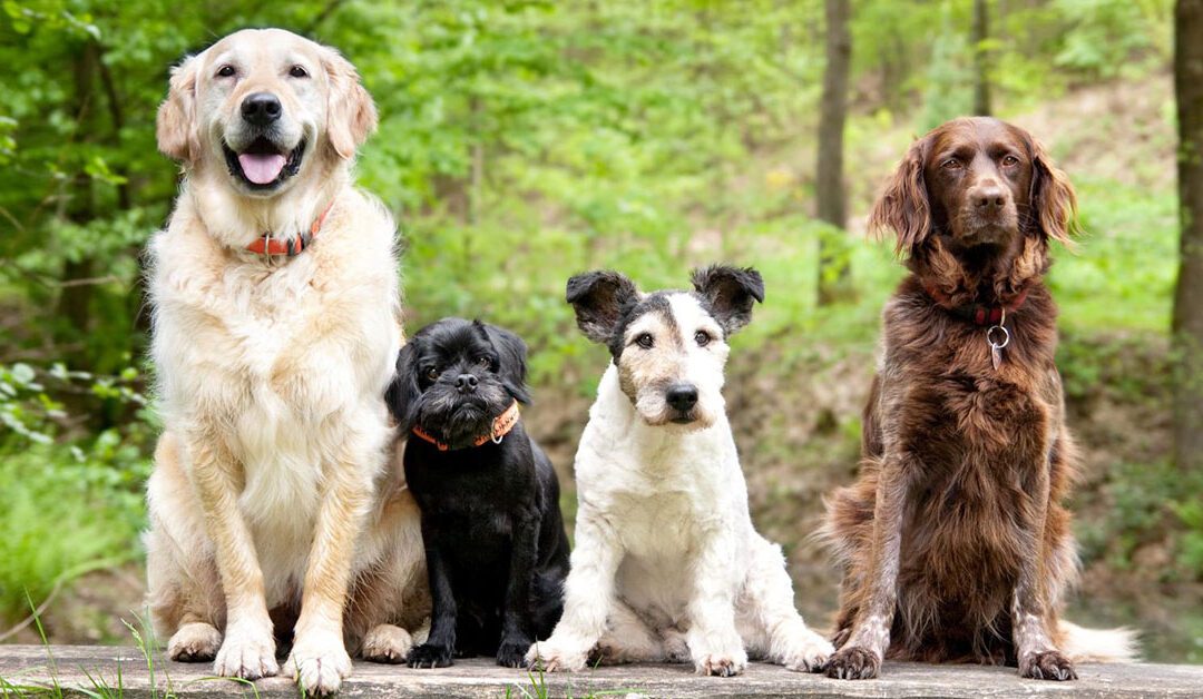 group of dogs sitting