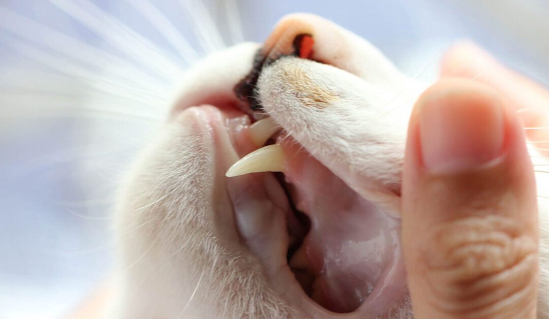 closeup of cats teeth