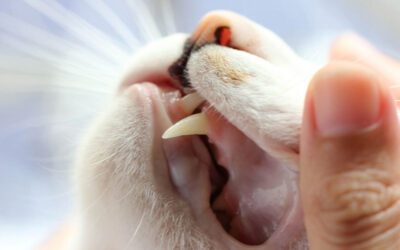 UNVEILING THE IMPORTANCE OF CAT DENTISTRY