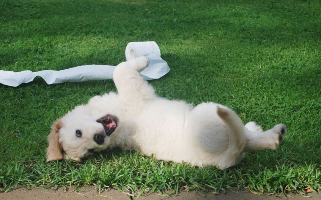 Golden retriever puppy rolling around in grass with toilet paper.