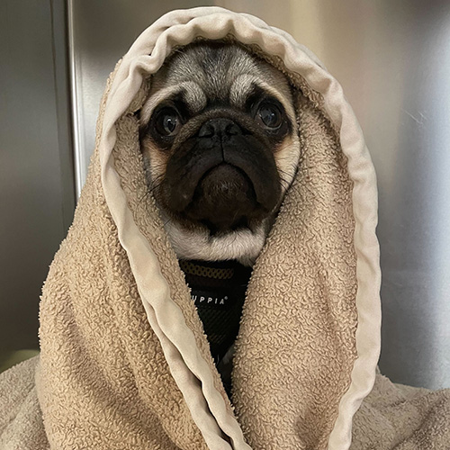 pug wearing a towel