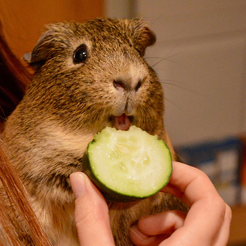guinea pig eating a cucumber