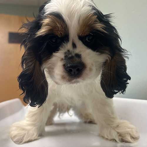 puppy at the vet