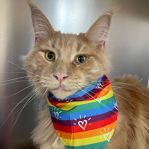 cat wearing rainbow bandana