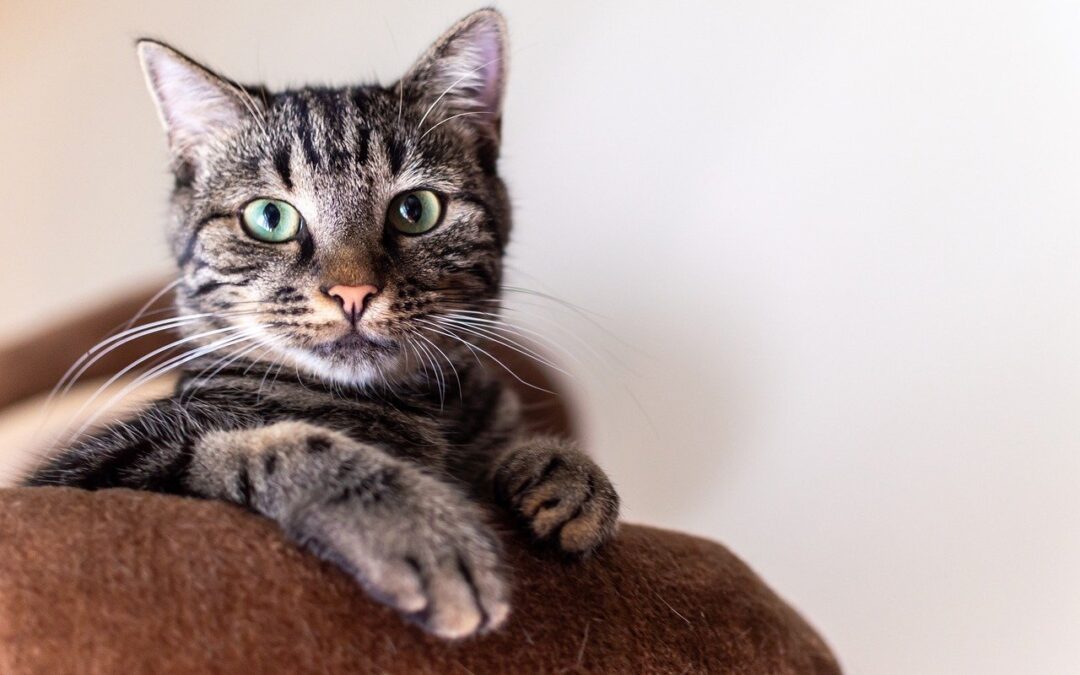 Cat on couch with green eyes